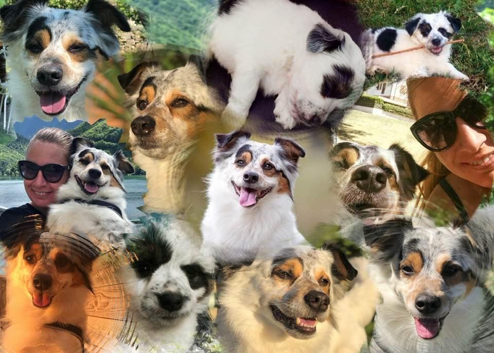 ameliasso's tweet image. Buon compleanno Amore mio ❤️🐶
10 anni Ash 🎂❤️