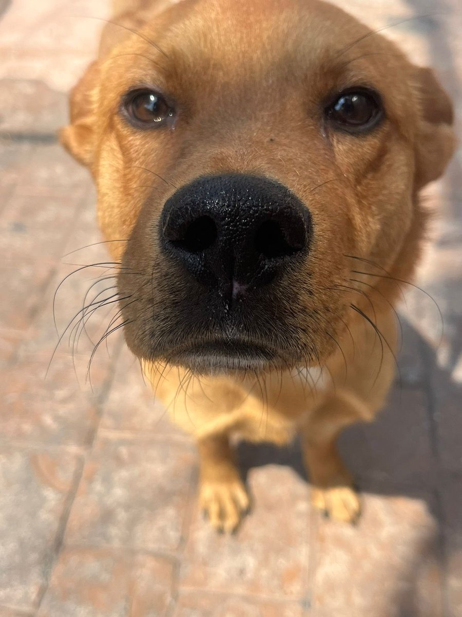 Alina_Gag's tweet photo. Alguien ahí? Puedo olerlos

Soy Miró. Mi historia se parece a las que han leído antes pero es importante para mí que igual la lean 🥺🥹

Estaba en la carretera. No vivía ahí sino que ahí me dejaron. Corrí tras ellxs 🚗 pero no fui tan rápido. Mis patitas no daban. 

Y de pronto https://t.co/SFSFlrSbb9