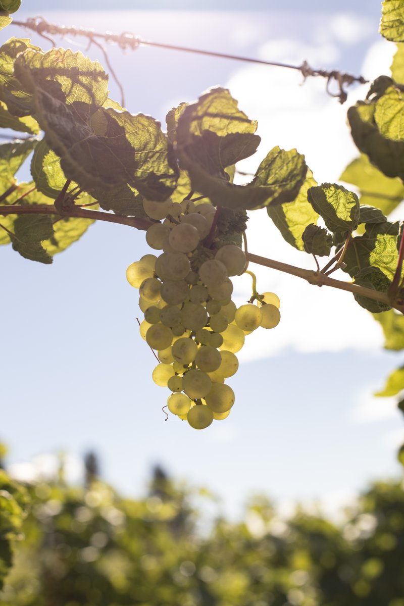Enchantingly aromatic, delicate on the palate, with a fine balance of fruit and freshness... experience Ehrenfelser from Gray Monk. Handpicked with care from both our Estate vineyard and a longstanding Kelowna grower, these embody the essence of their unique surroundings.