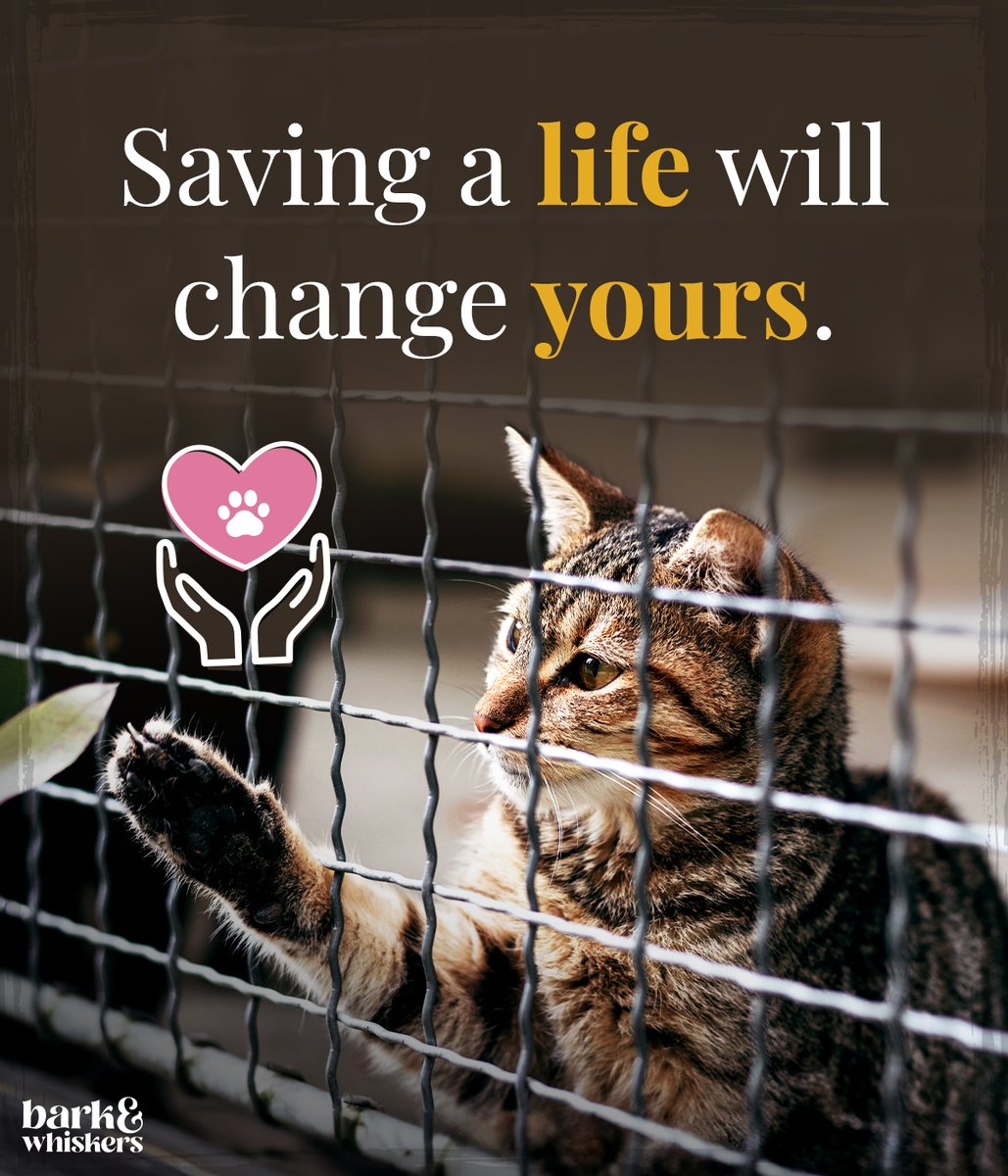 Has adopting a pet changed your life? 💗🐱🐶

#SavingLives #MakeADifference #RescuePet