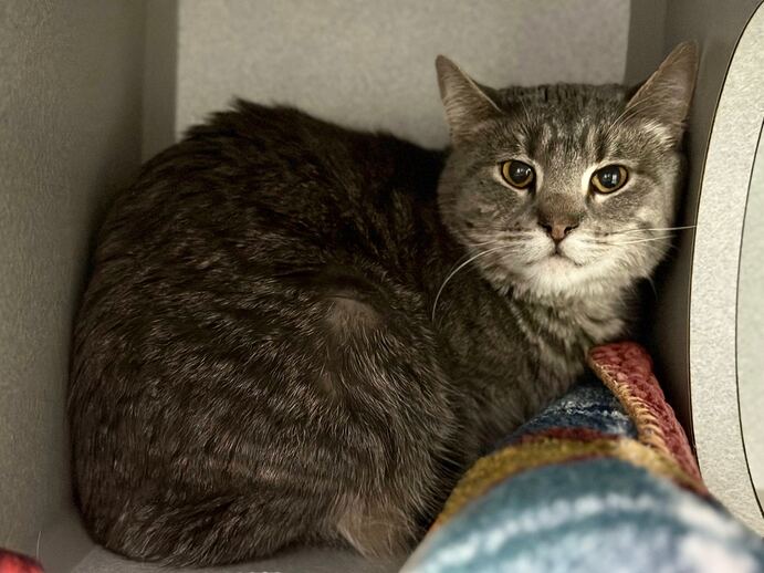 NYCDEATHROWCATS's tweet photo. THERE ARE 21 ANIMALS (5 CATS &amp; 16 DOGS)  AT RISK FOR SATURDAY 3/16/24 DEADLINE IS NOON. PLEASE SHARE, FOSTER, ADOPT, TAG FRIENDS, POST TO SOCIAL MEDIA SITES, PLEDGE TO HELP SAVE THEIR LIVES. NEW PHOTOS https://t.co/Rt2PL8RaPy https://t.co/Rw4Kw82gV1