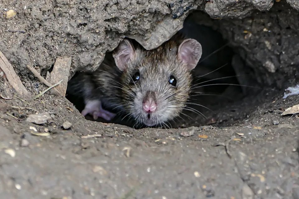 AlertesInfos tweet media