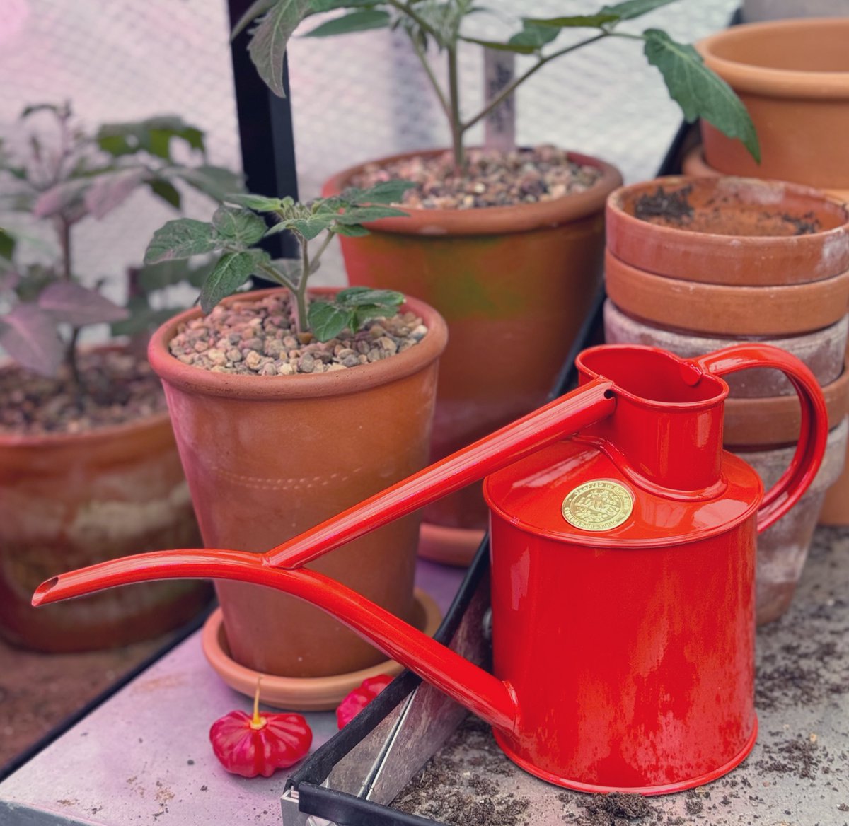 Loving my new nasturtium coloured @HawsWateringCan that should keep the seedlings happy!