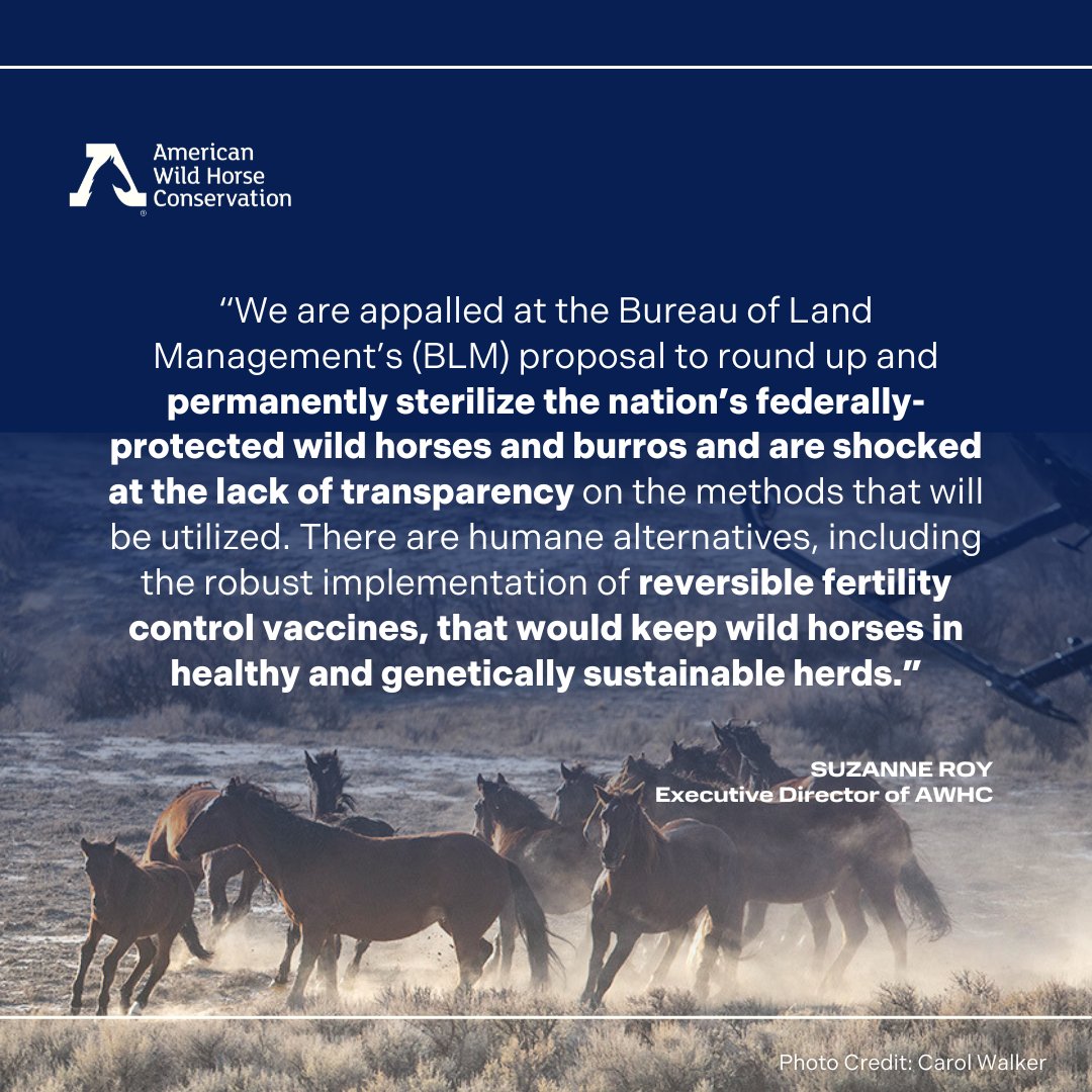 FreeWildHorses's tweet photo. Today, American Wild Horse Conservation strongly denounces the Bureau of Land Management’s request for a $29 million increase to its Fiscal Year 2025 budget, including allocating $15 million for permanent sterilization of America’s wild horses and burros. Stay tuned for updates. https://t.co/HO465c668M