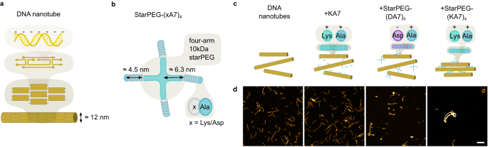 Triggered contraction of self-assembled micron-scale DNA nanotube rings dlvr.it/T4544C nanotechnology