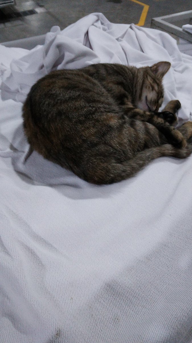 Pisimin derin uykusu