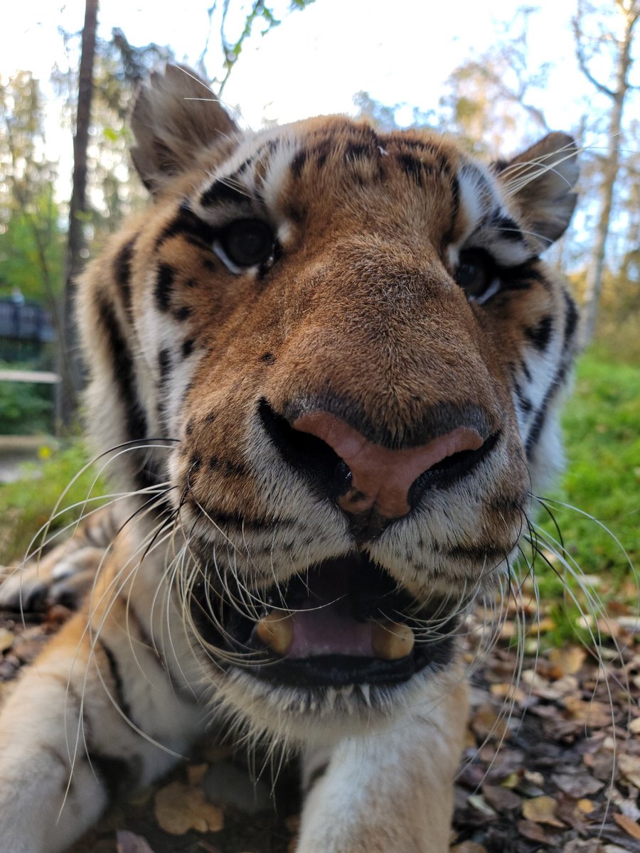 It is with great sadness that we announce the passing of Kunali, the zoo’s remaining Amur tiger. He passed away peacefully in his sleep due to complications of old age. He was 19 years old and would have turned 20 in June of this year. Full statement - alaskazoo.org