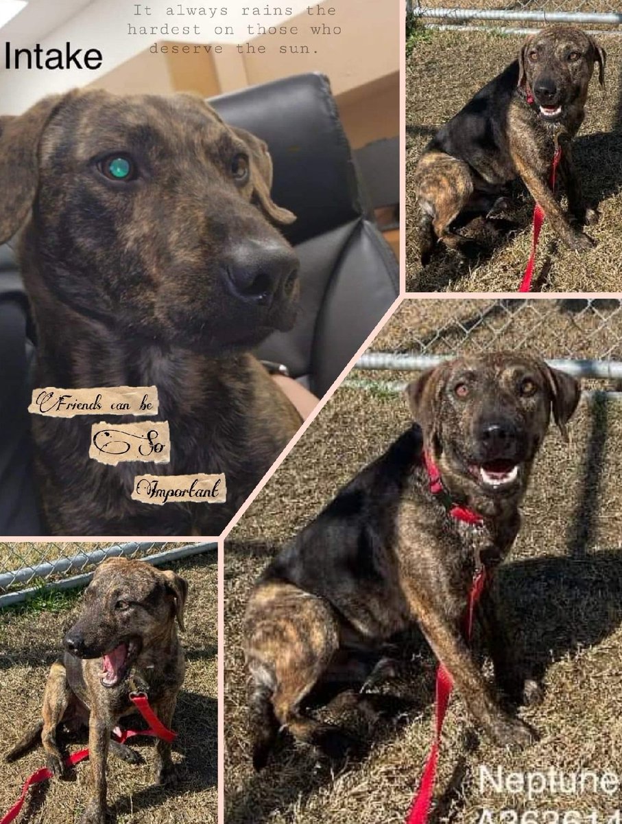 beeleevitonly's tweet photo. 🆘️🐾URGENT🐾NEPTUNE #A363614 #TBK 
#CorpusChristiACS 🎯💉☠️deadly solution to #HomelessDogs #DogsOnStreet is kill them😢😡
2 yo neutered #PlottHoundMix handsome brindle,  37 lbs. Tail wagging attention hog, wannabe lapdog💖Walks well 🐕‍🦺🚶‍♂️Knows sit🍖
Tolerant of 🐕🐩most likes people #AdoptDontShop #PledgeForRescue only has until noon 3/18. Livereleaseteam@cctexas.com