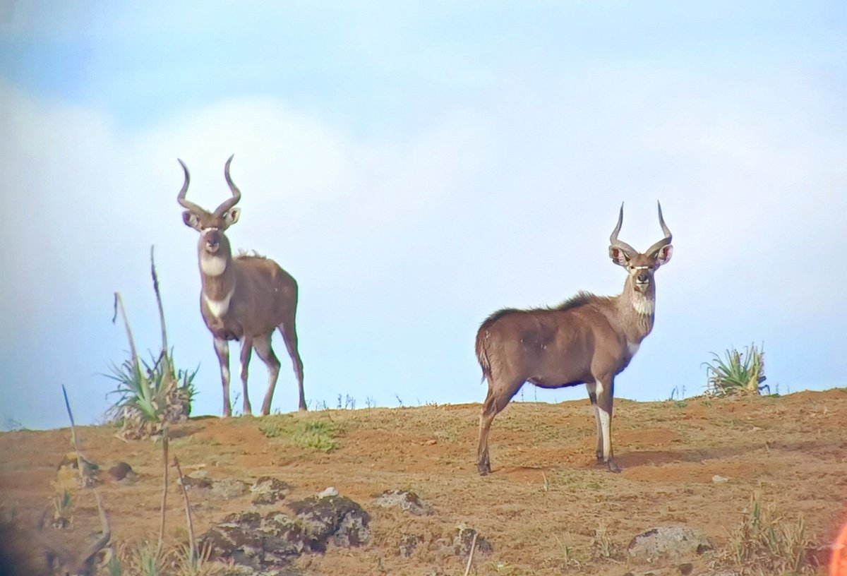 SamuneAbdi's tweet photo. Mountain nyala is only found in #balemountain #afroalpine. Not only that,but there are also #ethiopianWolfs. These #Wolf are actually only found in #ethiopian in the world. On the area with an elevation of 3500m @WildCRU_Ox @KyKebero @MarinoJorgelina @ClaudioSillero @Arctic_paws https://t.co/ZJqJhnKf3l