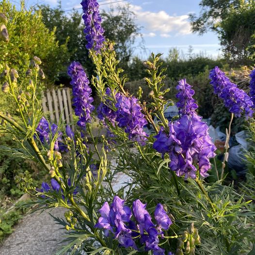 'The allure of Monkshood, also known as Aconite!
Their Latin elegance, Aconitum napellus, hints at a turnip-shaped root. In the Ranunculaceae family, they flaunt names like Monkshood, Wolfsbane, and Aconite.
Astrology links Monkshood with Saturn, adding a cosmic touch to their