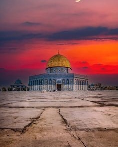 T A R I Q_ N A D E E M 🇵🇸 tweet media