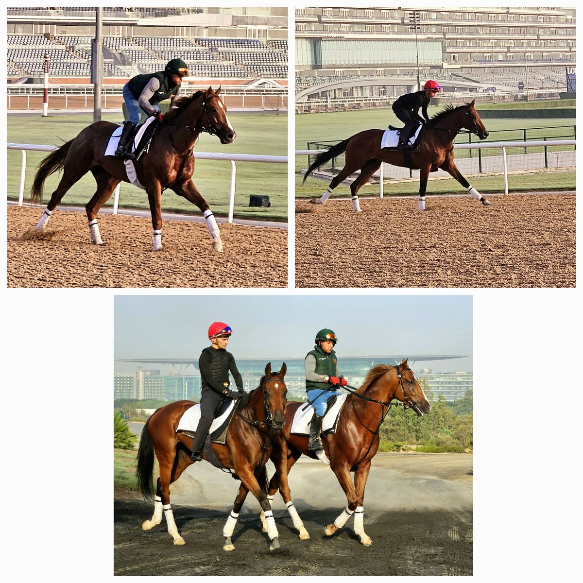 Uruguay is renowned for being a place of peace but there'll be a few rockets fired from there on DWC night if trainer Julio Olascoaga has his way. Two of his battalion ROCK WALK (l) and PACHOLLI touched Meydan soil first time this morning looking battle hardened & ready. #DWC24