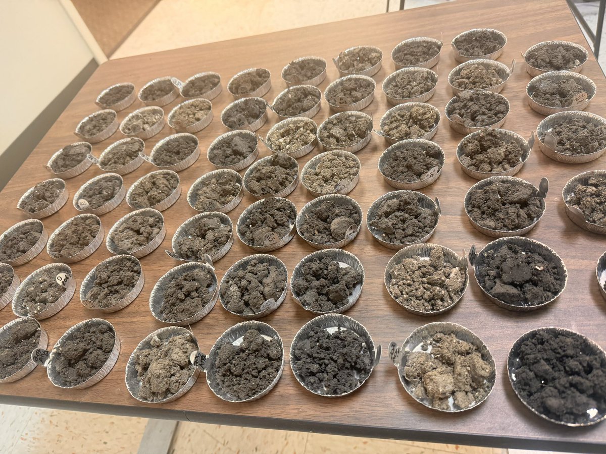 Pulkit Juneja (@pulkitjuneja23) on Twitter photo Pre-season soil profile sampling completed! Grateful to my supervisor <a href="/DigitAg_TX/">Gurjinder Baath</a> for their guidance and support. Special thanks to <a href="/Jaiveer_brar_/">Jaiveer Singh Brar</a> and BalaSapkota for their invaluable assistance. Excited to observe the performance of corn under various treatments. 🌱🌽 #Soil Pre-season soil profile sampling completed! Grateful to my supervisor <a href="/DigitAg_TX/">Gurjinder Baath</a> for their guidance and support. Special thanks to <a href="/Jaiveer_brar_/">Jaiveer Singh Brar</a> and BalaSapkota for their invaluable assistance. Excited to observe the performance of corn under various treatments. 🌱🌽 #Soil