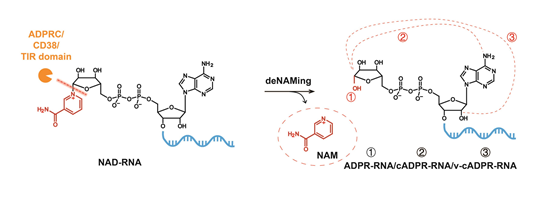 School of Life Sciences, Peking University (@slspku) on Twitter photo Dr. Xuemei Chen's group finds that Toll/interleukin-1 receptor (TIR) domain-containing proteins can function as NAD-RNA decapping enzymes by releasing the NAM moiety from NAD cap, resulting in the regulation of gene expression. #PKUResearch <a href="/Xuemei_RNAlab/">Xuemei Chen lab</a>
nature.com/articles/s4146… Dr. Xuemei Chen's group finds that Toll/interleukin-1 receptor (TIR) domain-containing proteins can function as NAD-RNA decapping enzymes by releasing the NAM moiety from NAD cap, resulting in the regulation of gene expression. #PKUResearch <a href="/Xuemei_RNAlab/">Xuemei Chen lab</a>
nature.com/articles/s4146…