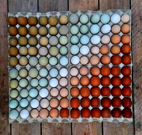 GuzmanJrose's tweet photo. Chicken peep's can you share your egg pictures? This photo is from Pinterest. #chicken #chickenlovers #chickenpeople #farm #egg https://t.co/2fwFSWjjOp