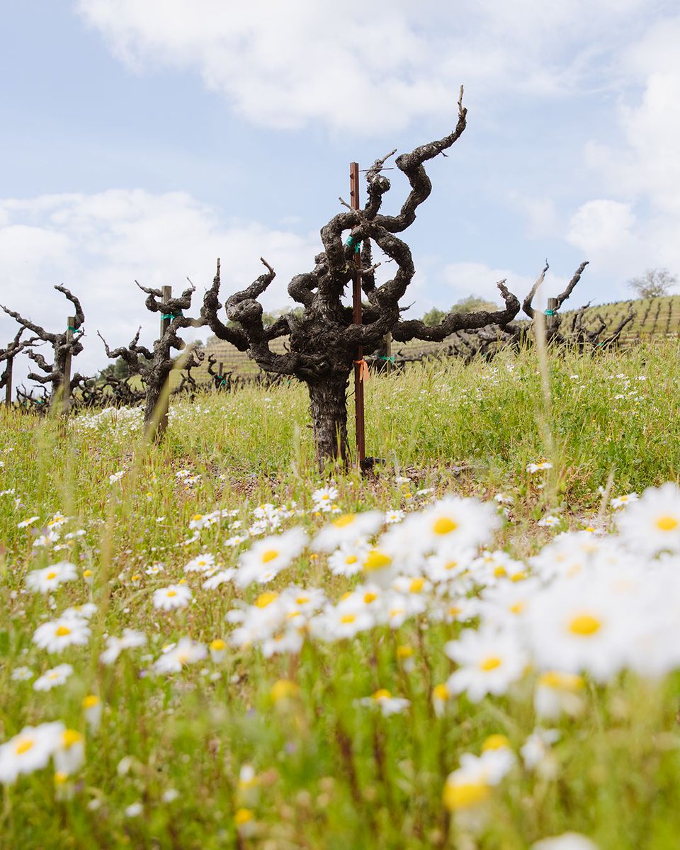 Pedroncelli Winery tweet media