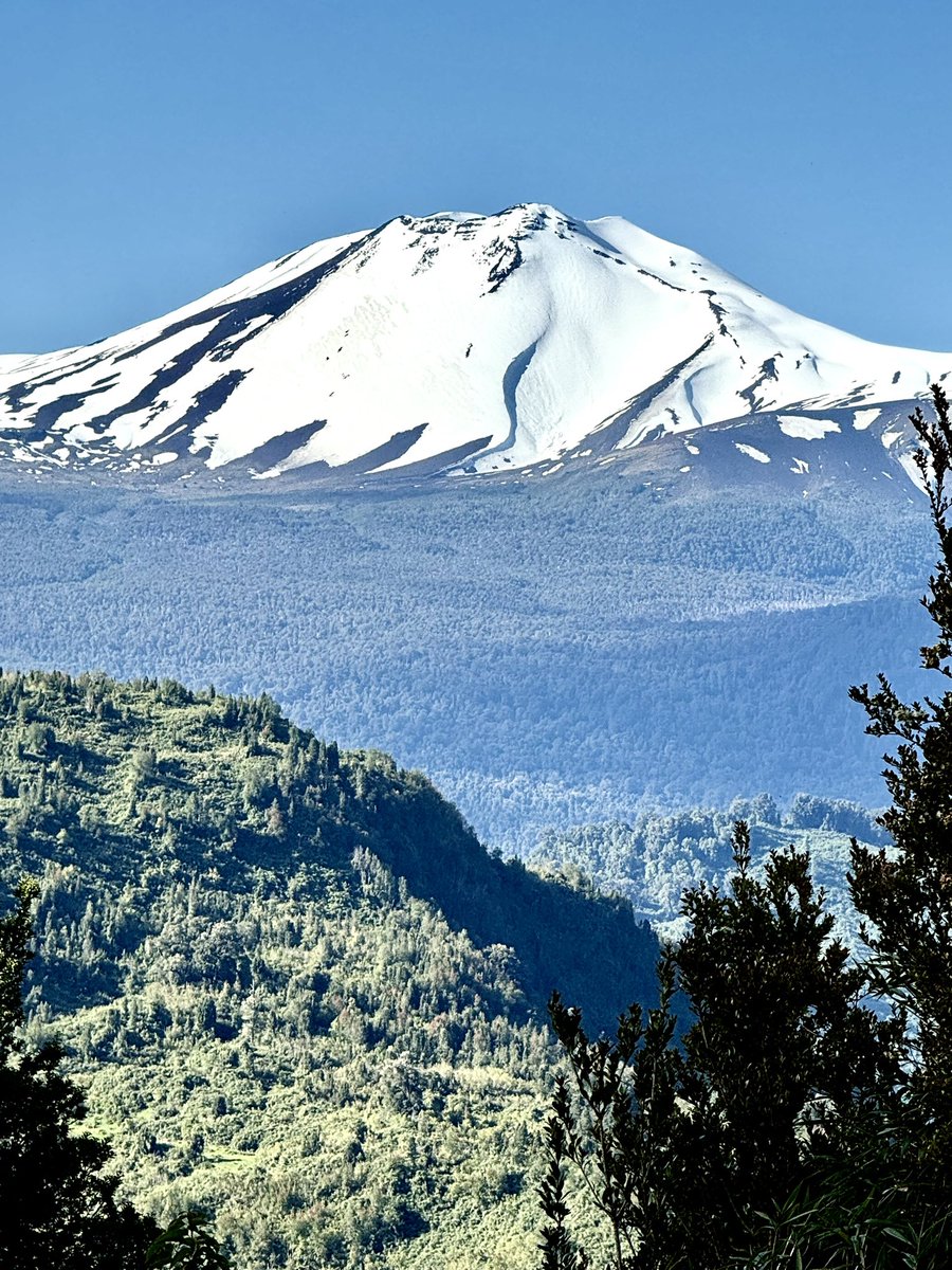 BirdsChile tweet media