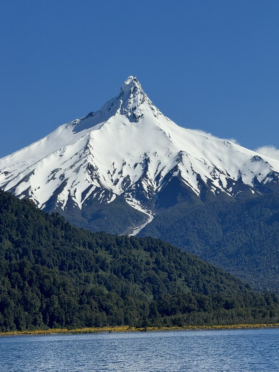 BirdsChile tweet media