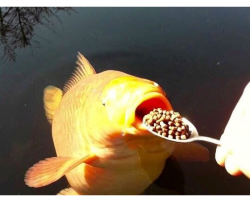 samefishydaily's tweet photo. test fish please retweet https://t.co/MAcNhVblBr