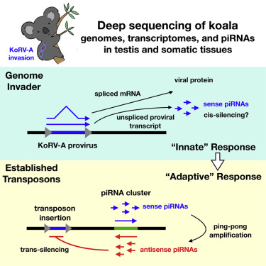 Koala has secret immune SUPERPOWERS. They have an extra defense system hidden in their genomes that can detect and fight off retroviruses very early in infection. #2024MMM #RIP doi.org/10.1016/j.cell…