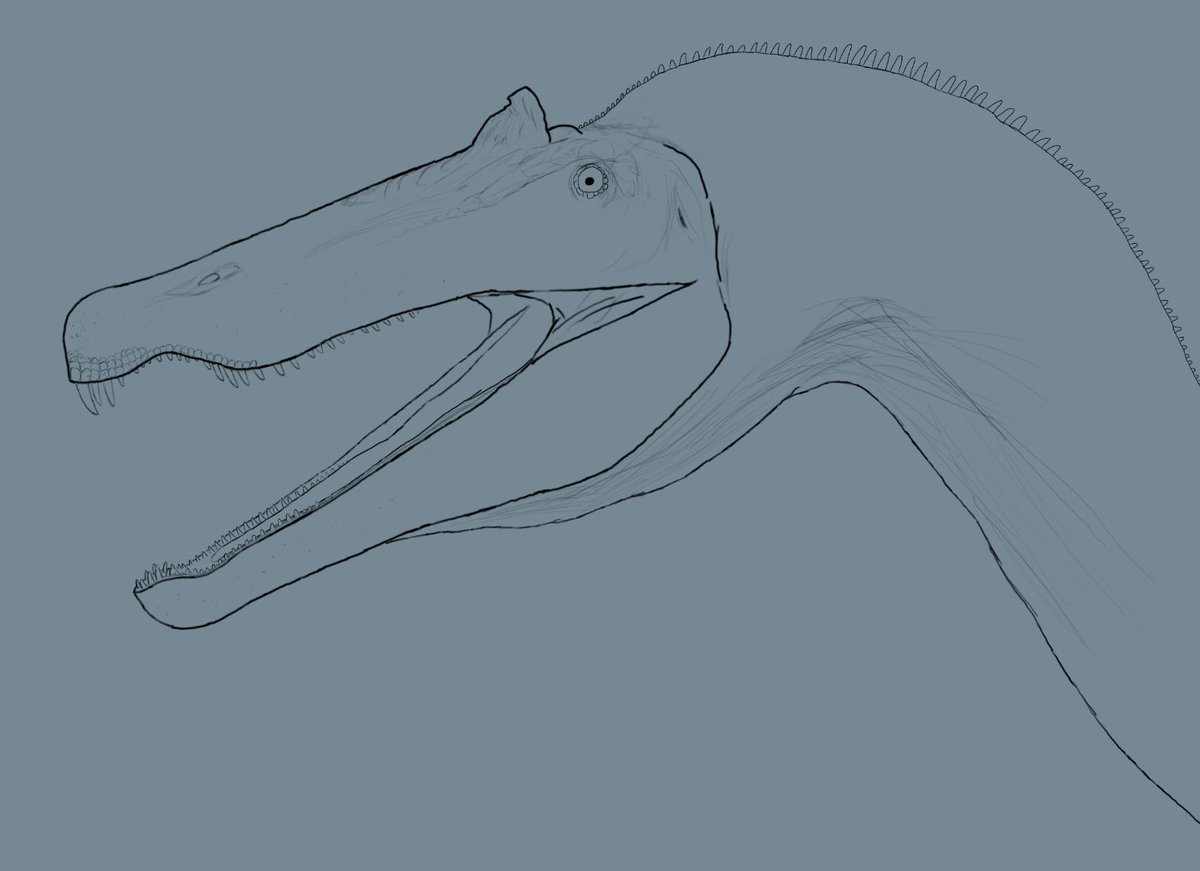 Baryonyx with osteoderms is neat imo, though I think giving it spikes is cooler. #WIP #Paleoart