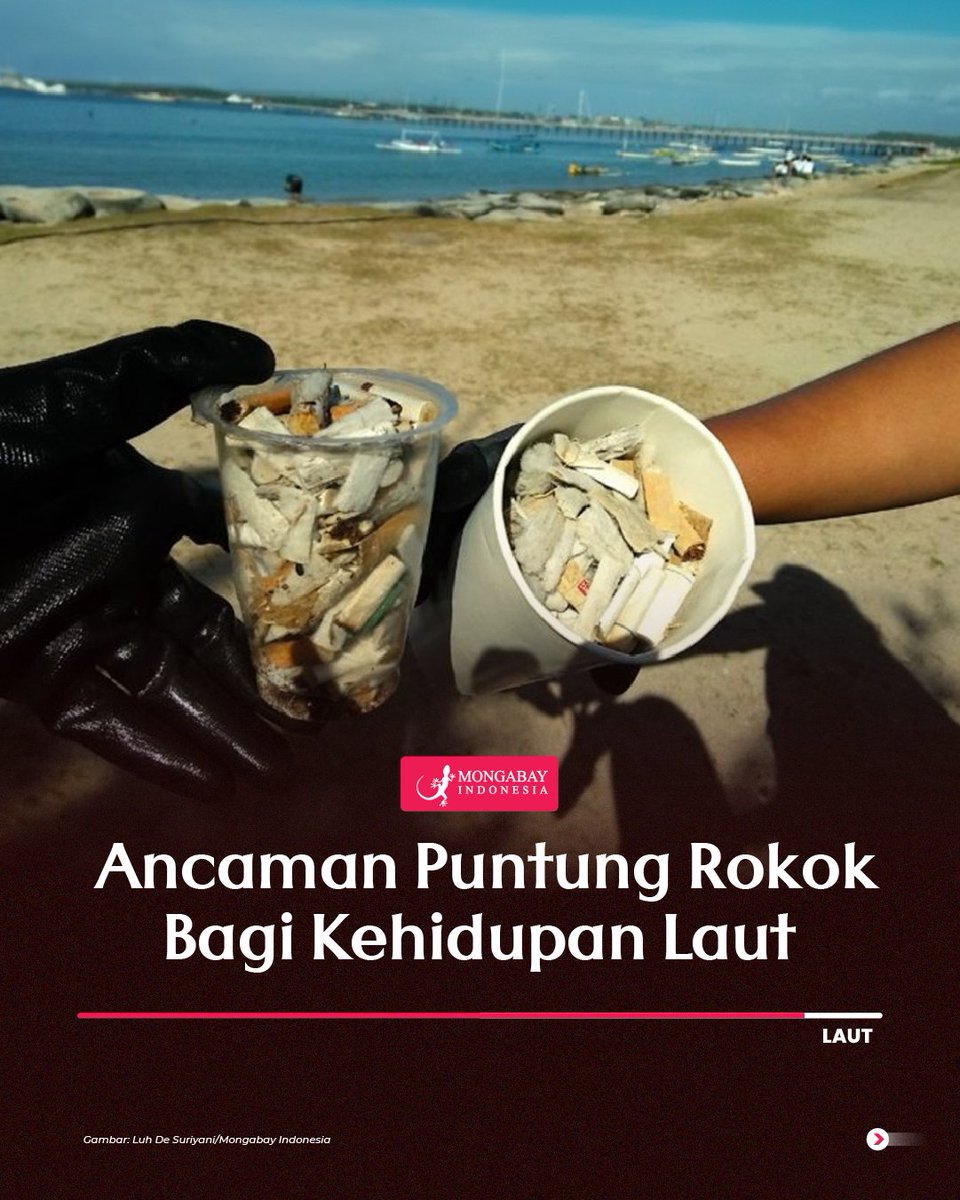 Mongabay Indonesia tweet media