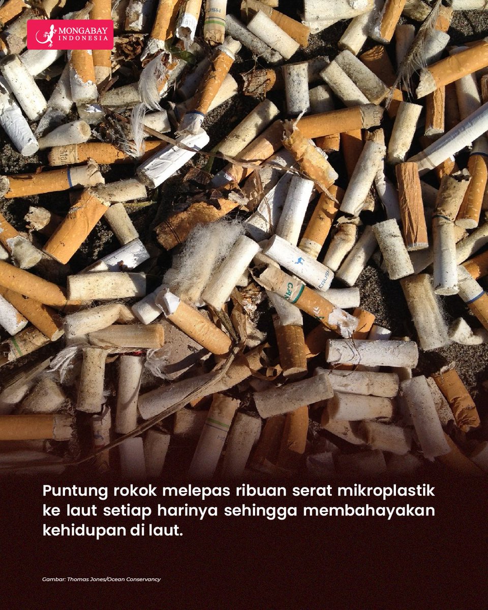 Mongabay Indonesia tweet media