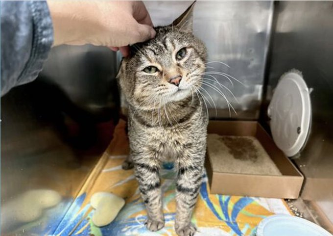 PeterAskin1's tweet photo. Poor oldie "Mr. Franklin" was betrayed again & sent from a foster home to a nasty NYC ACC cage! This sweet boy needs our help because he sure won't get it there! If you're in #NewYork (or vicinity) put on your angel wings & adopt this dear boy! Pledge for rescue! 
VERY URGENT!
https://t.co/caEiKqak4i
@LOVE_CATS_ONE @JLthekid9999