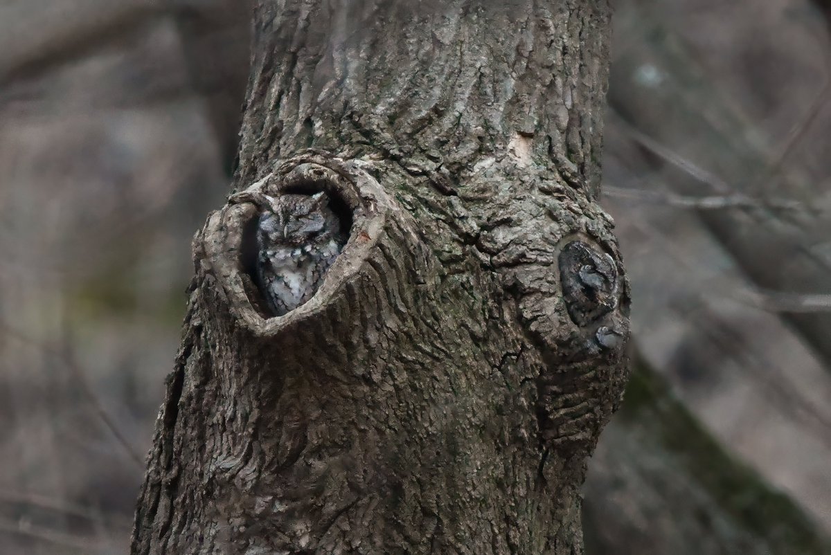Twos company, #easternscreechowl in #inwoodhillpark