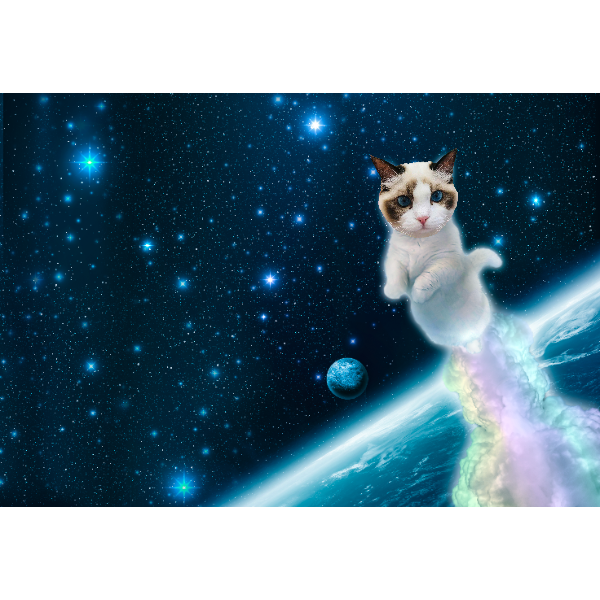 spacecatsspace's tweet photo. @ElonMuskPDA $BENJI https://t.co/9TRxQWa18a