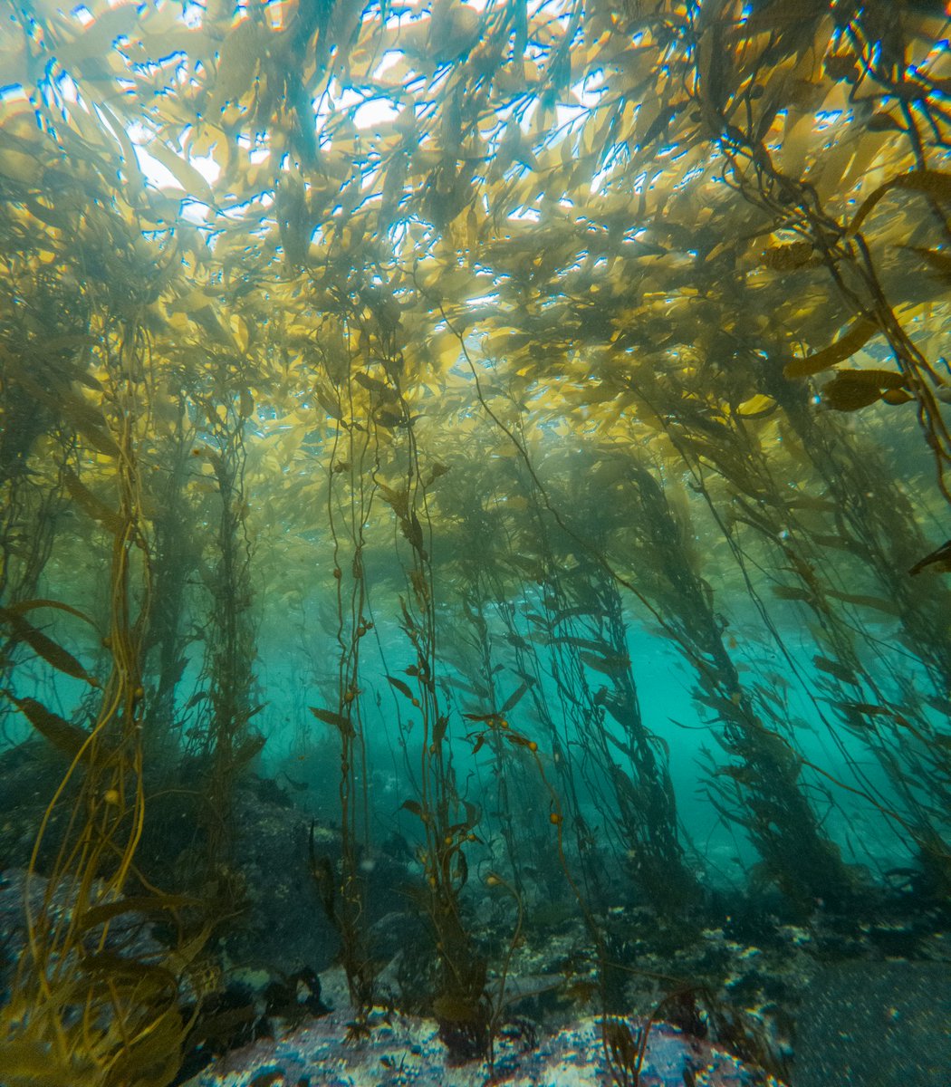 Wrapping up an epic trip to study carbon flows in Patagonian kelp forests, some of the last pristine marine forests on 🌍. A great collaboration between @ConservationOrg @CentroIDEAL_CL!  Thanks for showing me around Iván,
@mpalaciossubiab, @DosmanSch & Jaime 😃 

📸IG @Jaime_flb
