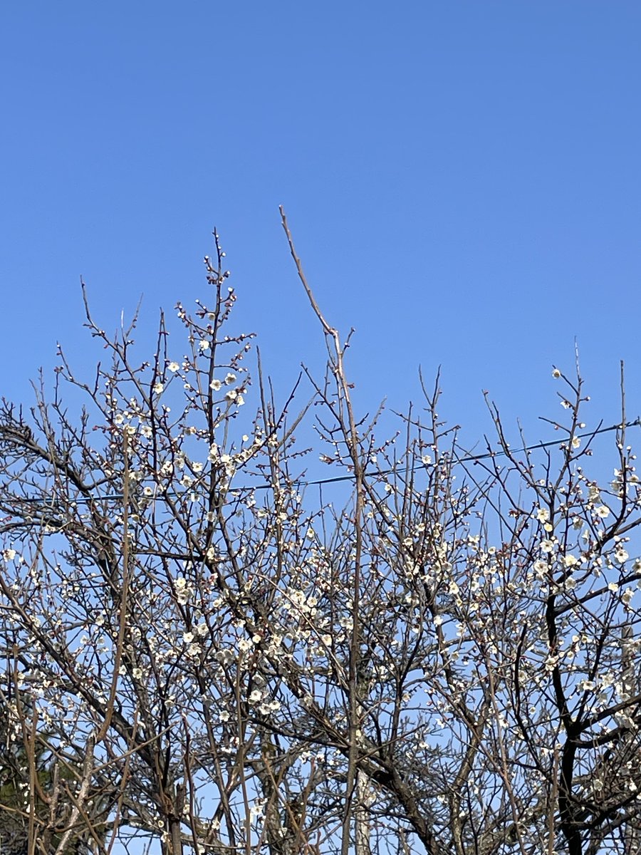 GLOBAL_LOCAL_jp's tweet image. おはようございます☀️GLOBAL&amp;amp;LOCAL(グローバル＆ローカル)です。

今日は暖かくなりそうで空も快晴☀️
近所では梅が咲いていました。春～🌸🌸🌸
金曜日頑張っていきましょ～💪

#globalandlocal
#グローバルアンドローカル