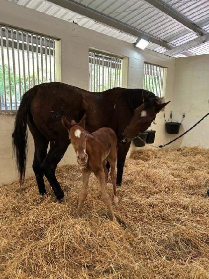 marymlight11's tweet photo. Our stakes winning mare, Crumb, had a big, strong, long-legged colt this morning. Crumb, bay, Chance It, bay, this guy, chestnut 🤷🏻‍♀️. Crumb has produced runners, Crumb Bun and Dreamster. I’ve been so excited for this foal!  #chanceit #FLBred @Shootingstartb_ https://t.co/9NdQHyk9g1
