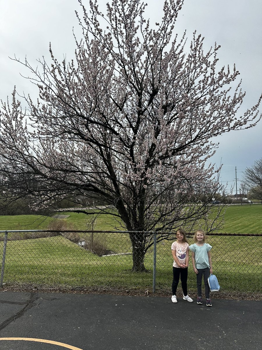 What a difference a day can make! Picture one was yesterday, picture two was today! We loved seeing all the beautiful blossoms and can’t wait to look again tomorrow #HECSmagic