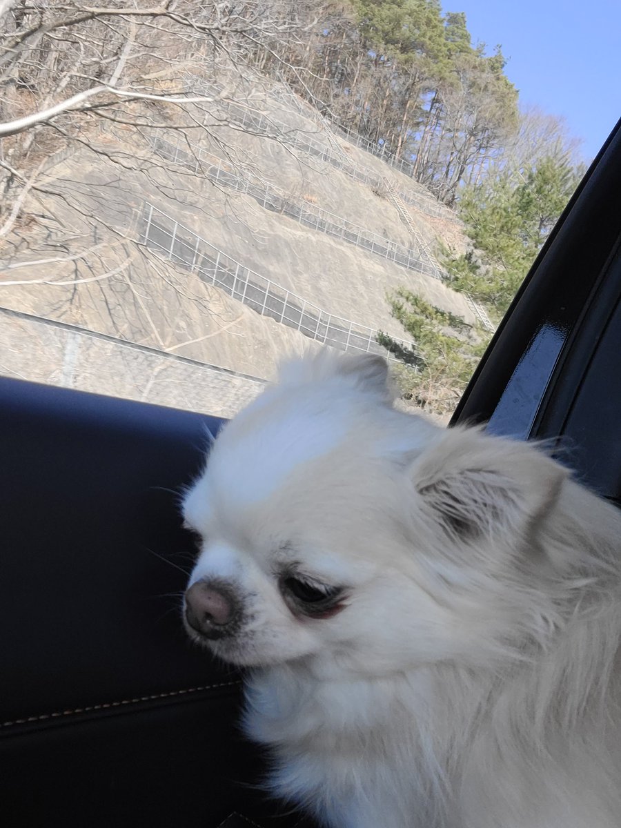 ChokoSuger's tweet photo. これからドライブに行ってきま～す🐶 https://t.co/whv7HQEEqK