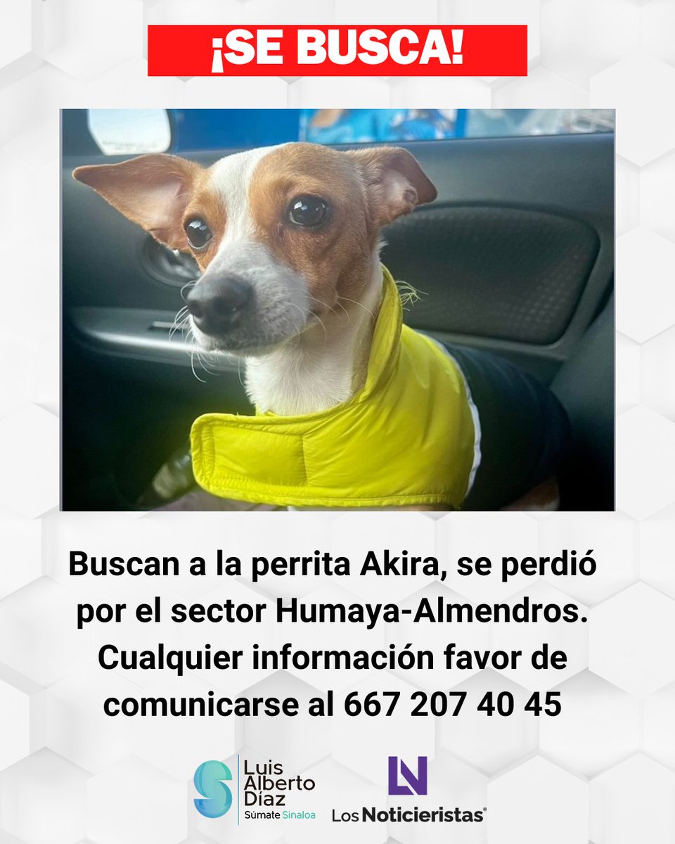 noticieristas's tweet photo. ¡SE BUSCA!🚨| Buscan a la perrita Akira, se perdió por el sector Humaya - Almendros. Cualquier información favor de comunicarse al número correspondiente 📞 https://t.co/QNskuqE8wZ