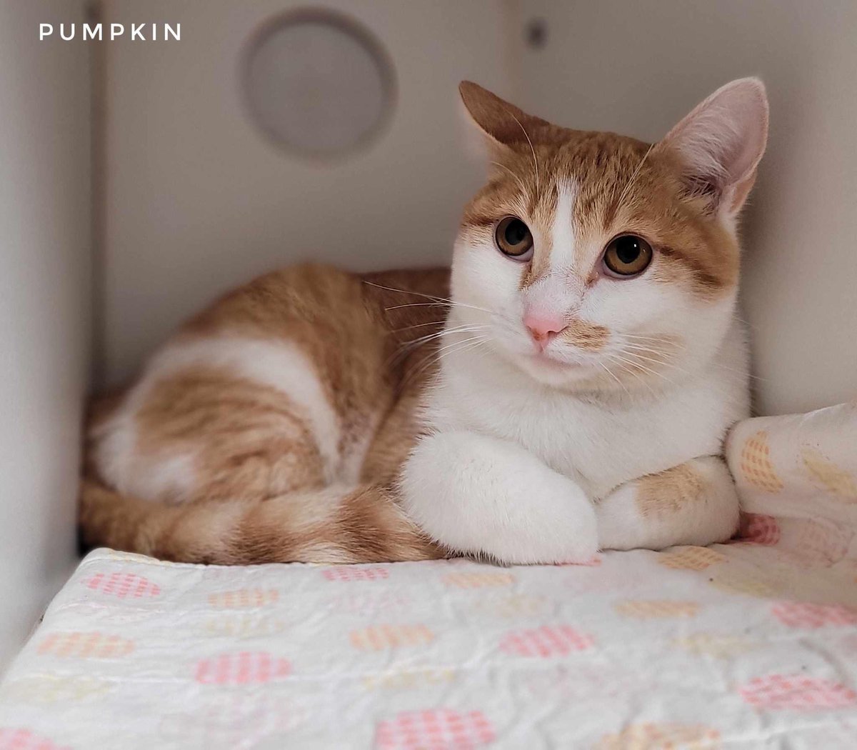 Pumpkin might be the cutest cat you’ve ever seen. (Accepting challenges in the replies.) #AdoptPureLove #ShelterCats #OrangeFemaleCats