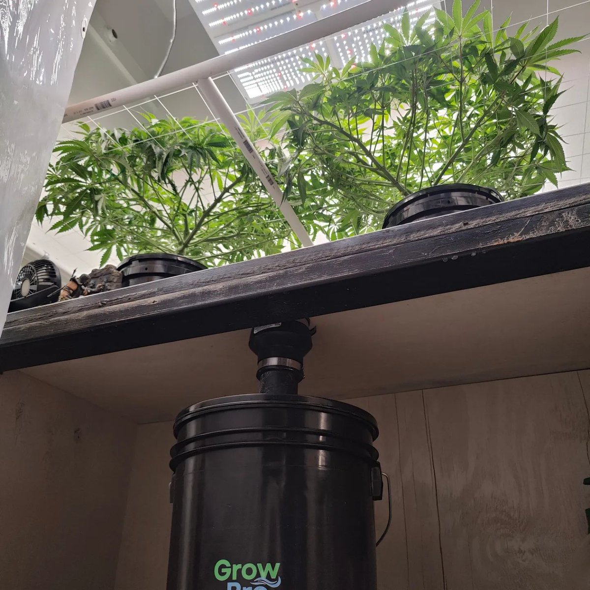 GrowBro24's tweet photo. Day 47 from seed: I decided #MortalKombat theme 😉 @noobde @mortalkombat
#HydroponicCannabis #DutchBucketSystem #GrowBro24 #CannabisCultivation #Hydroponics #LegalMarijuana #CannabisCommunity #Homegrown #MarijuanaGrowers #CannabisInnovation https://t.co/27Hc0xgV3H