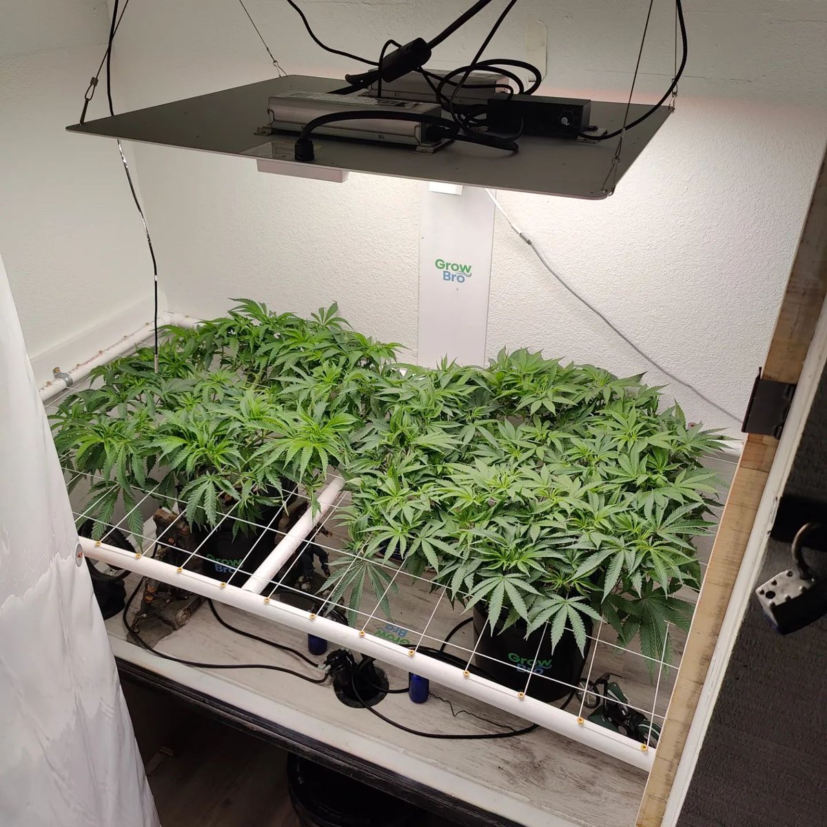 GrowBro24's tweet photo. Day 47 from seed: I decided #MortalKombat theme 😉 @noobde @mortalkombat
#HydroponicCannabis #DutchBucketSystem #GrowBro24 #CannabisCultivation #Hydroponics #LegalMarijuana #CannabisCommunity #Homegrown #MarijuanaGrowers #CannabisInnovation https://t.co/27Hc0xgV3H