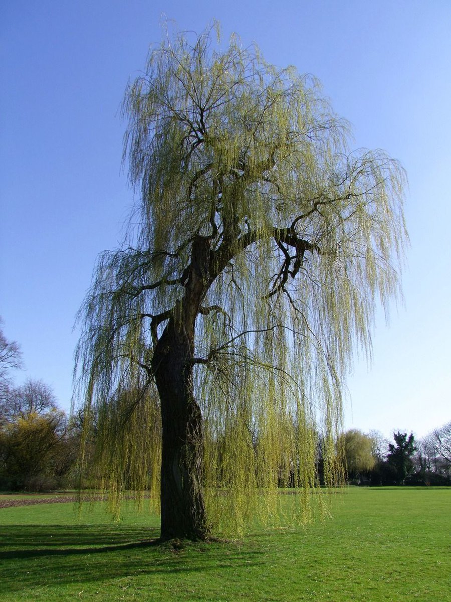 🌿 The willow tree has been mastering adaptability for 145 million years, symbolizing renewal and vitality. Just as language evolves, so does nature. Embrace change. #NatureWisdom #GrammarFacts #12WillowsPress 📚