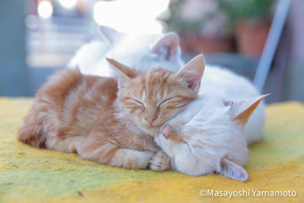 近くに居る猫(人)が優しければそれで充分。

#ねこ #猫 #cat