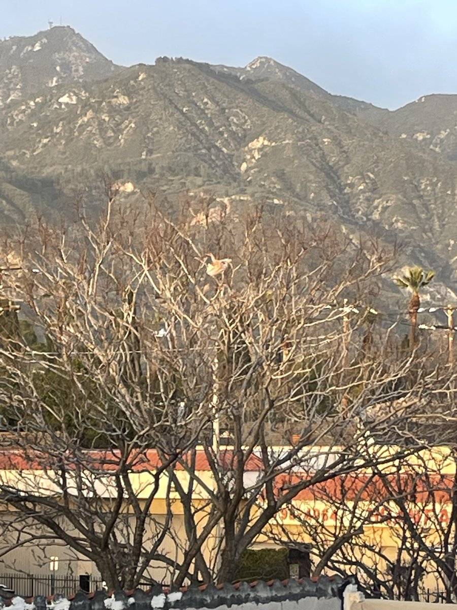 brianlinek's tweet photo. @30Rock Blurgh!! Windy day in Pasadena, CA and now I have a bag in the tree outside my window, how long will it be there taunting me? https://t.co/fhY1Pj4vZO