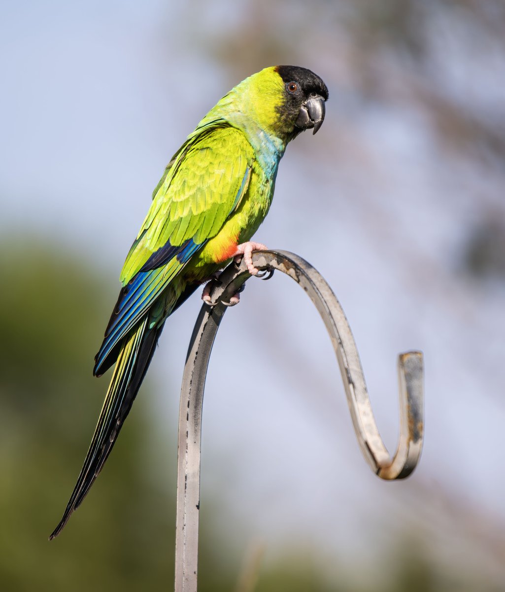 Nandy parakeet looking fabulous today.