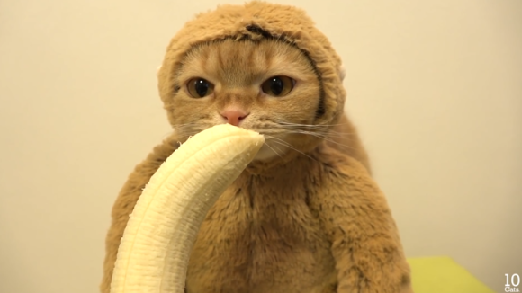 catinmonkeysuit's tweet photo. When CIMS was smol, CIMS had even smoller hands that couldn't peel banana

Now that CIMS bigger, CIMS can do bigger things.
The Banana isn't finished.  
@catinmonkeysuit https://t.co/XuSQtCnp3O