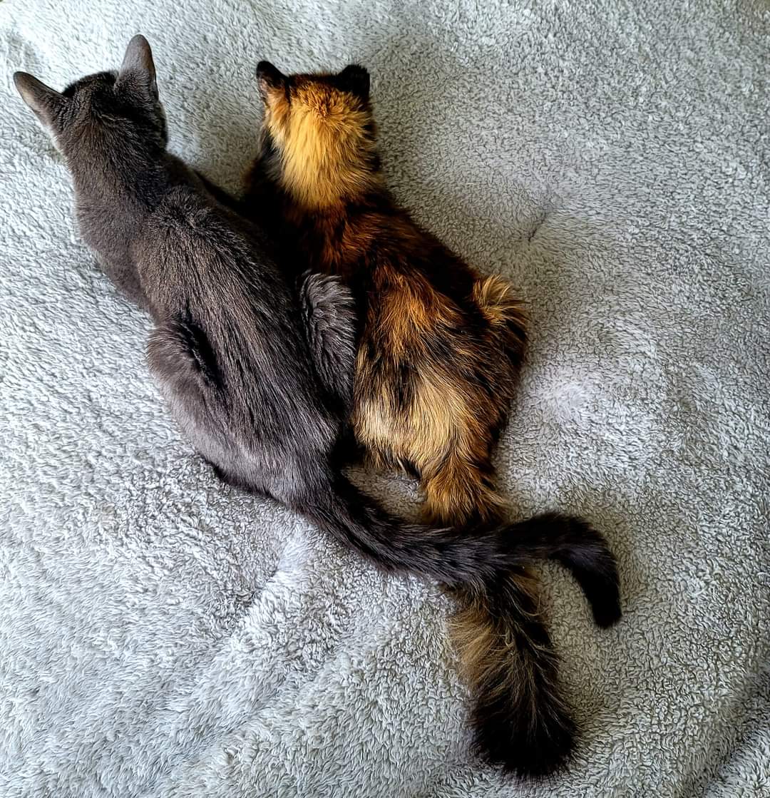 Here is one of the many different ways I snuggled with my best bud, Dean Martin. He made it to 17 before he went over the Rainbow Bridge. #superseniorcatsclub #cats #Buddies #CatsOfX #CatsOfTwitter #CatsAreFamily