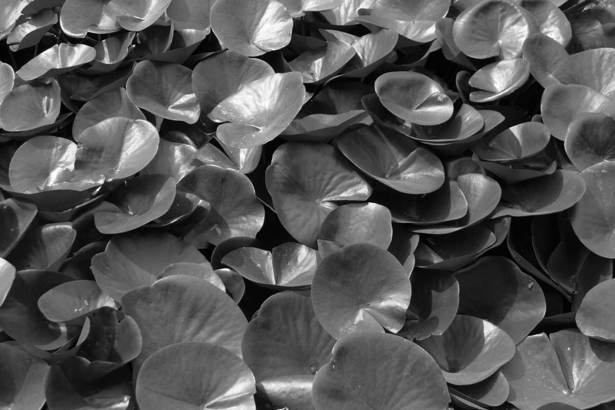 RPG (@ranpicgen) on Twitter photo 