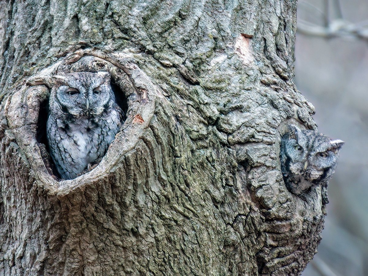 Manhattan Bird Alert tweet media