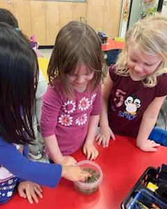 #KC also got to touch the #SpinelessWonders today. #ScienceCurriculum #MillsHaven #AGreatPlaceToBe #SeaStars #SeaCucumbers #SeaUrchin @eips