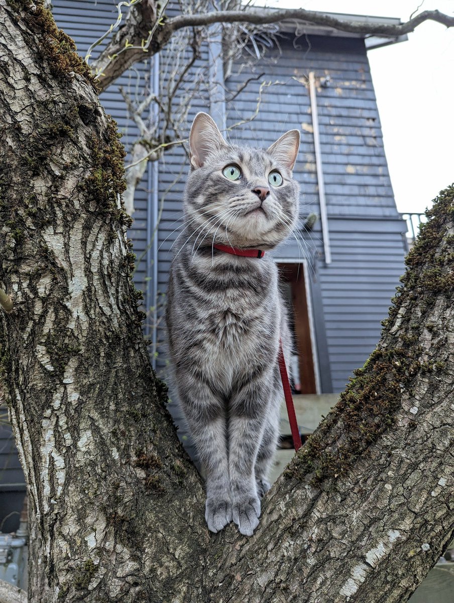 Archie is looking fabulous today. 😺 (Had to share his highness...)