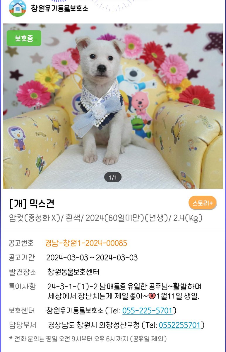 blackdog_Naru's tweet photo. 장난꾸러기 아기들이 보호소에서 가족 찾아요
엄마한테 교육도 많이 받은 모범아기들!!
1월생으로 이제 2개월인데도 의젓하게 사진도 잘찍는ㅜㅜ 장래가 아주 기대되는 아기들이에요 https://t.co/oTB1Ra3qrS